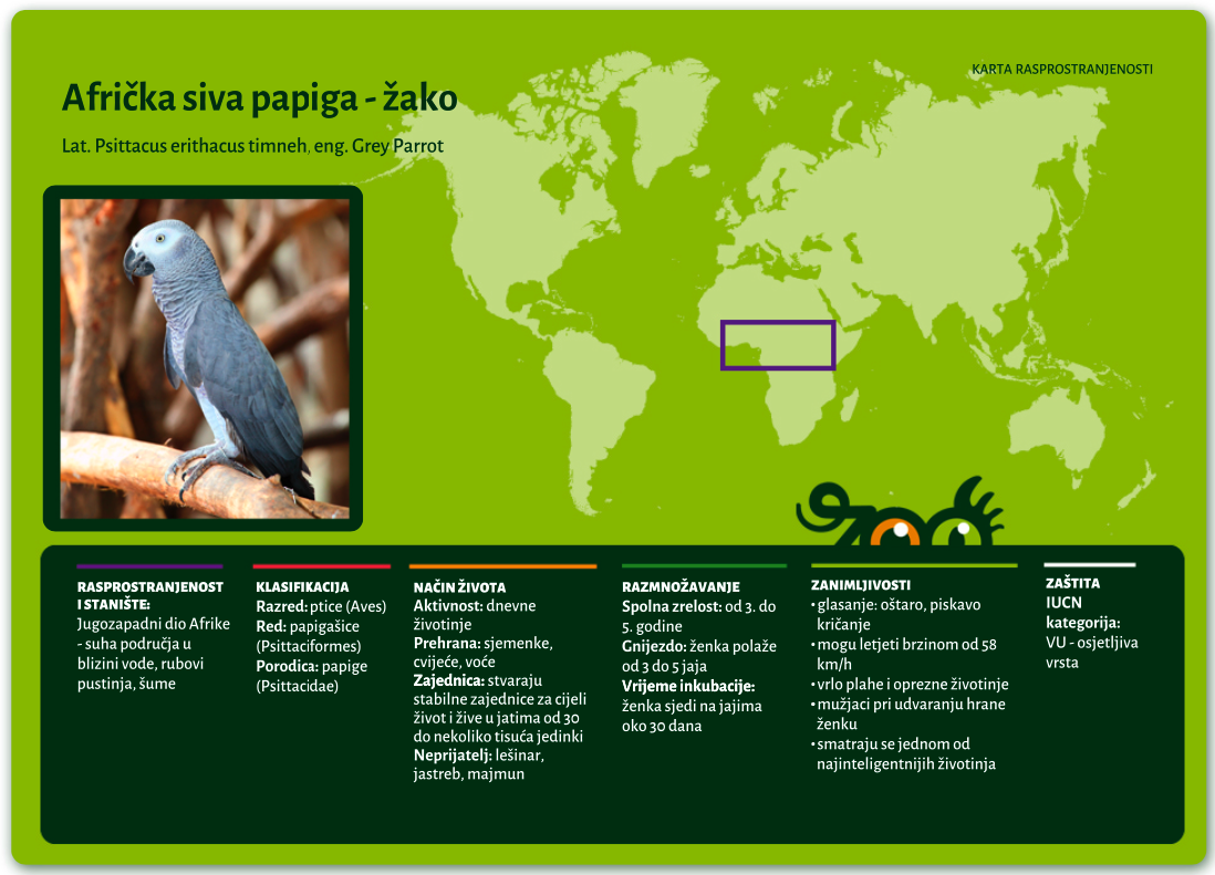 Afrička siva papiga - žako (Psittacus erithacus timneh)